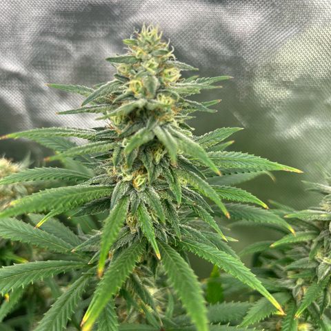 Runtz Muffin growlog timeline photo