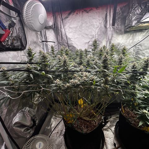 Runtz Muffin growlog timeline photo