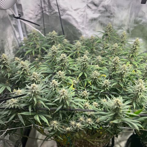 Runtz Muffin growlog timeline photo