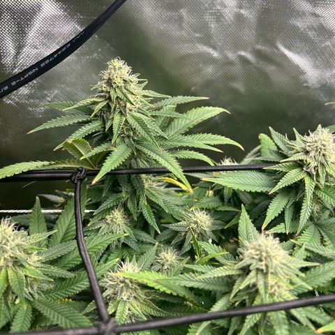 Bubba Kush growlog timeline photo