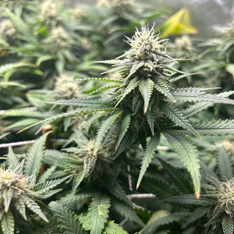 Bubba Kush growlog timeline photo