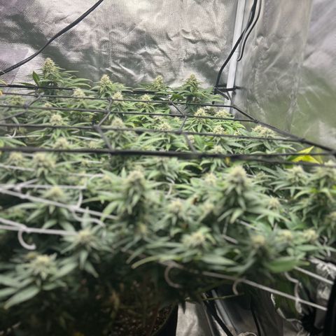 Bubba Kush growlog timeline photo