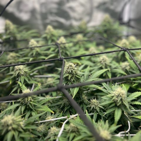 Bubba Kush growlog timeline photo