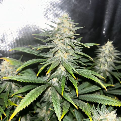 Runtz Muffin growlog timeline photo