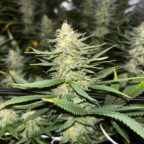Runtz Muffin growlog timeline photo
