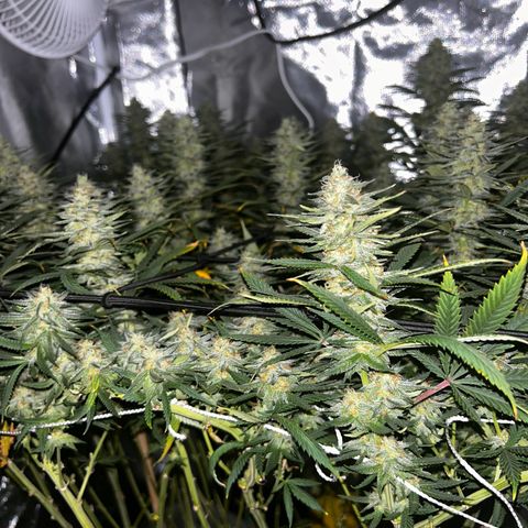 Runtz Muffin growlog timeline photo