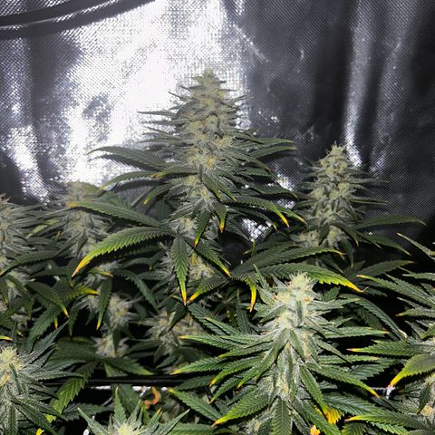 Runtz Muffin growlog timeline photo