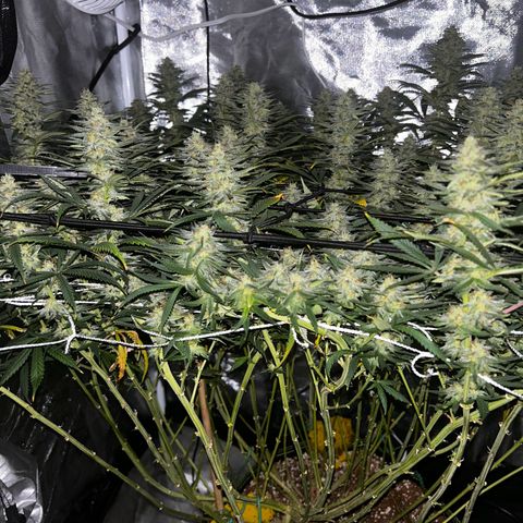 Runtz Muffin growlog timeline photo