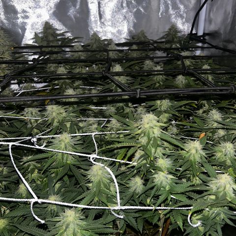 Bubba Kush growlog timeline photo