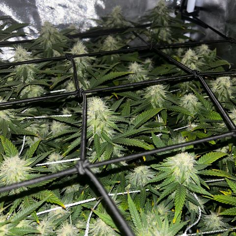 Bubba Kush growlog timeline photo