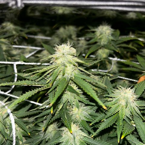 Bubba Kush growlog timeline photo