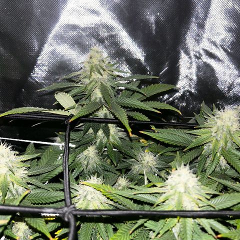 Bubba Kush growlog timeline photo