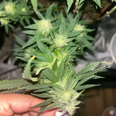 Bubba Kush growlog timeline photo