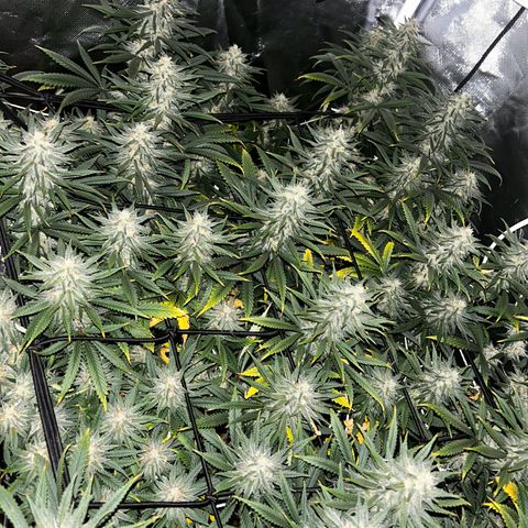 Runtz Muffin growlog timeline photo