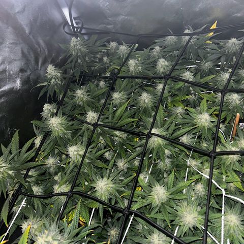 Bubba Kush growlog timeline photo