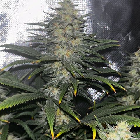 Runtz Muffin growlog timeline photo