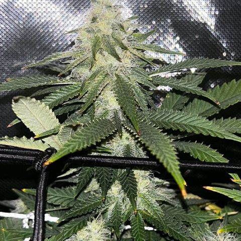 Bubba Kush growlog timeline photo