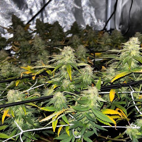Bubba Kush growlog timeline photo