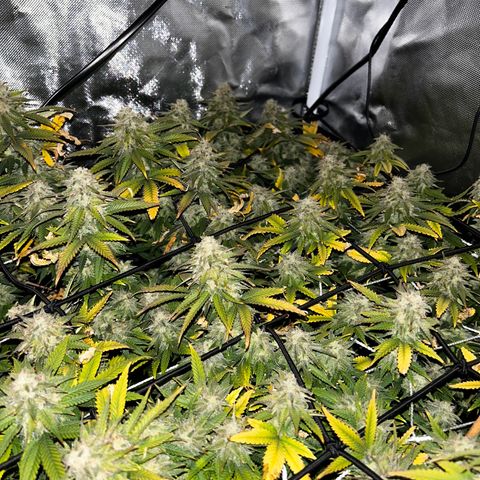 Bubba Kush growlog timeline photo