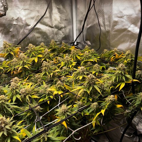 Bubba Kush growlog timeline photo