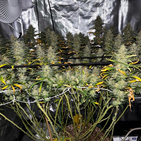 Runtz Muffin growlog timeline photo