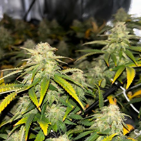 Runtz Muffin growlog timeline photo