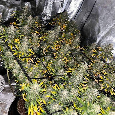 Runtz Muffin growlog timeline photo