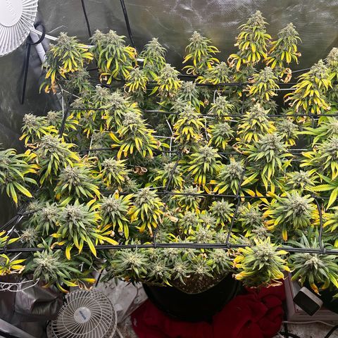 Runtz Muffin growlog timeline photo