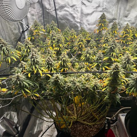 Runtz Muffin growlog timeline photo