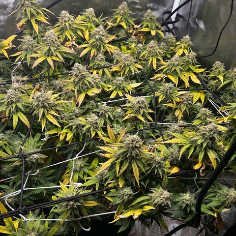 Bubba Kush growlog timeline photo