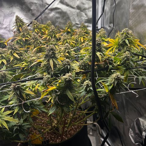 Bubba Kush growlog timeline photo