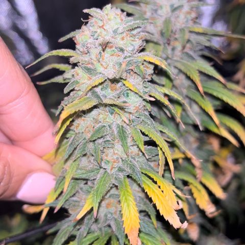 Runtz Muffin growlog timeline photo