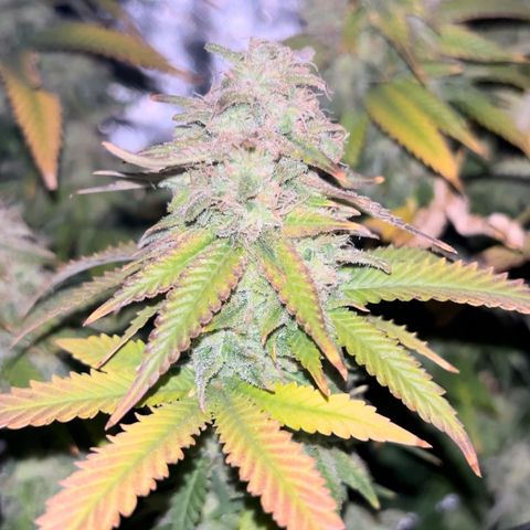 Bubba Kush growlog timeline photo