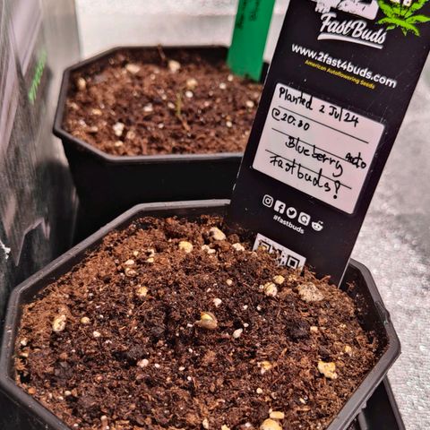 Blueberry Final's Battle #1 growlog photo: Sproutedboth, Barney's Blueberry OG got ahead and leading the competition.