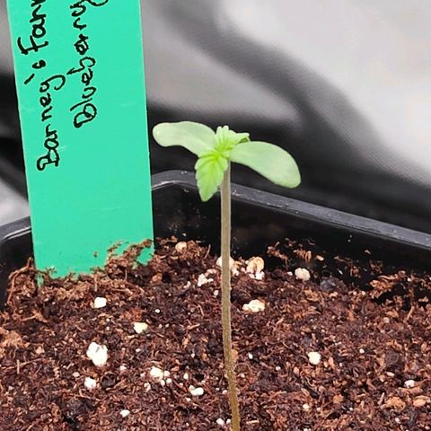 Blueberry Final's Battle #1 growlog photo: Both straighten up, BlueberryOG is stretching and thinner than Blueberry Auto plus it looks more slightly more purplish.