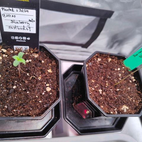 Blueberry Final's Battle #1 growlog photo: Both straighten up, BlueberryOG is stretching and thinner than Blueberry Auto plus it looks more slightly more purplish.