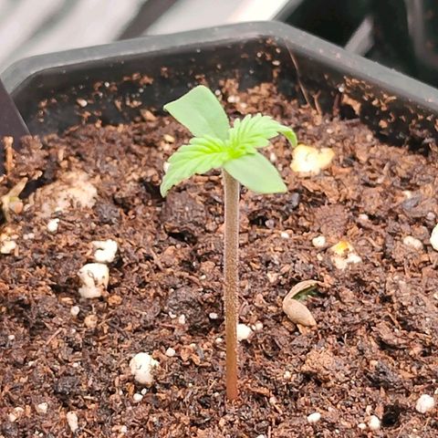 Blueberry Final's Battle #1 growlog photo: Both straighten up, BlueberryOG is stretching and thinner than Blueberry Auto plus it looks more slightly more purplish.