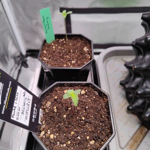 Blueberry Final's Battle #1 growlog photo: FB-Blueberry Auto is coming "fast" leaves are almost bigger, stem still thick and strong. Blueberry OG on other hand looking good just taller. Picture taken at 10PM (lights ON).
