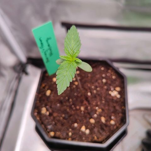 Blueberry Final's Battle #1 growlog photo: Growing fast, FB Blueberry Auto almost leading in growth.