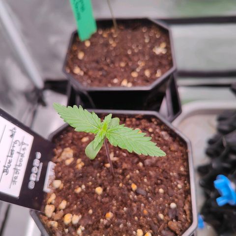 Blueberry Final's Battle #1 growlog photo: Growing fast, FB Blueberry Auto almost leading in growth.