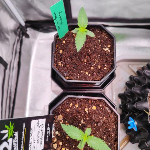 Blueberry Final's Battle #1 growlog photo: Growing fast, FB Blueberry Auto almost leading in growth.