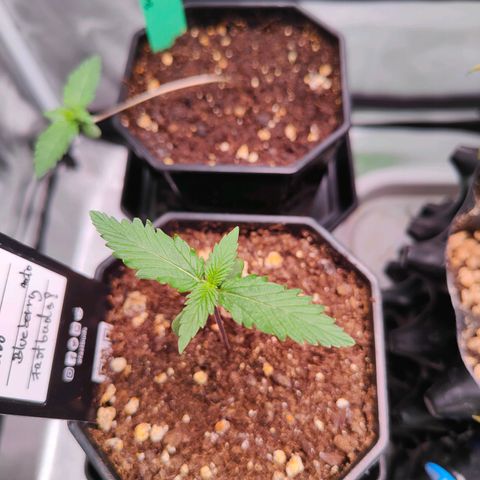 Blueberry Final's Battle #1 growlog timeline photo