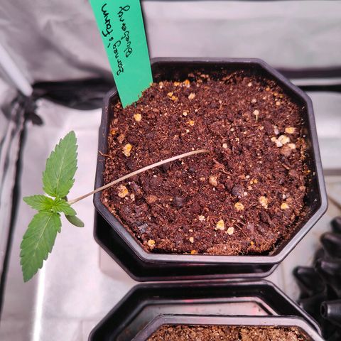 Blueberry Final's Battle #1 growlog timeline photo