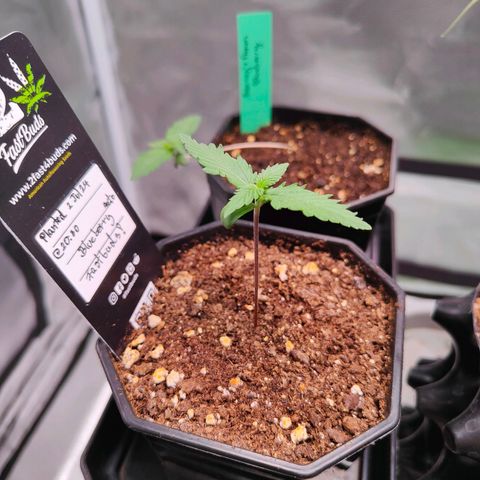 Blueberry Final's Battle #1 growlog timeline photo