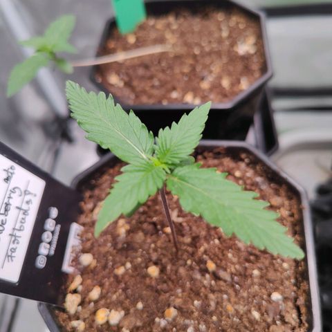 Blueberry Final's Battle #1 growlog timeline photo