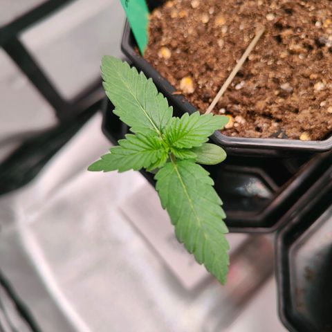 Blueberry Final's Battle #1 growlog timeline photo