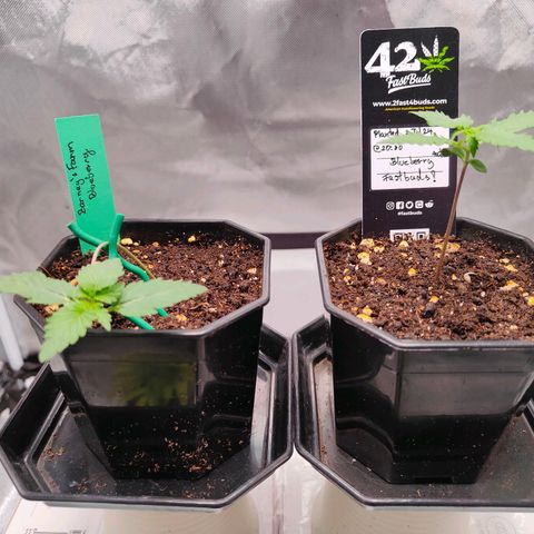 Blueberry Final's Battle #1 growlog timeline photo