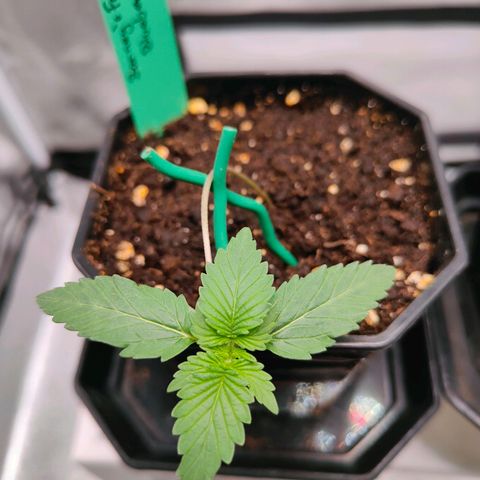 Blueberry Final's Battle #1 growlog timeline photo