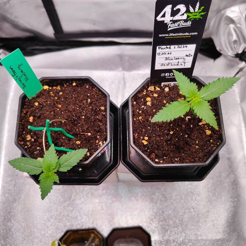 Blueberry Final's Battle #1 growlog timeline photo