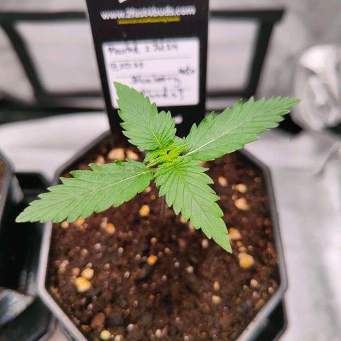 Blueberry Final's Battle #1 growlog timeline photo